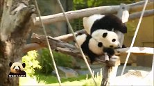 调皮的熊猫梦梦又开始“坑娃”，事不关己高高挂起的小可爱抢镜了