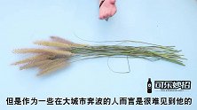 狗尾巴草用水煮一煮，没想到这么厉害和实用，现在清楚还不晚