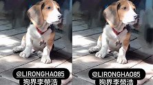 杨丞琳晒狗狗照片cue老公：狗界李荣浩