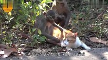 猫咪误闯猴子园，被猴子当场抓住，又惨遭猴群调戏