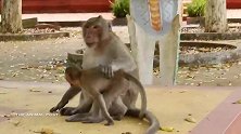 猴爸带猴儿没多久，猴爸就去玩冰块，真是靠不住的猴爸！