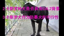 卡斯罗犬 公安考察卡斯罗标准犬舍判断卡斯罗是否纯种