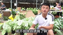 夏季雨水多，蜗牛泛滥怎么处理？老花医相声养花每日一答。