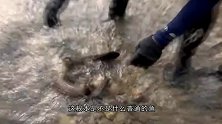 男子抓到一条透明的鱼，专家大呼：不是鱼，最好赶紧放生它！