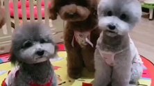 妲己猪这个拖油瓶到底分给谁