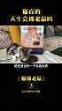 为什么有些宠物猫不抓老鼠？猫抓老鼠