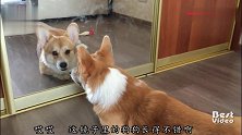 “它模仿我的脸！还学我叫”柯基犬第一次照镜子，太萌了
