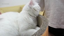 【大宝剑联盟】纳尼神仙白猫猫居然要减肥