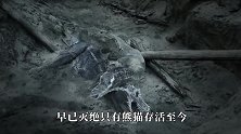 当百兽之王遇上国宝，会吃掉熊猫吗镜头记录精彩画面