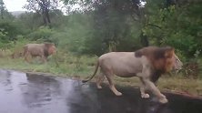 公路上巡逻的2头雄狮，圆鼓鼓的肚子，实在是太壮了