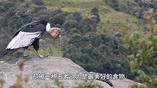 世界上最大的鸟，翅膀伸开长达5米！吃老虎狮子像吃辣条