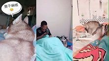 铲屎官一个劲的叫哈士奇，二哈就一直的“回应”主人，太搞笑了