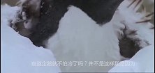 企鹅被冻死，可怜天下父母心，企鹅父母的举动使人潸然泪下