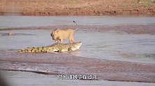 狮子游泳过河，途中突然窜出一只鳄鱼猛咬！游到对岸后画面太惨了