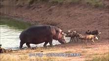 野狗群盯上落单河马，这下有好戏看了！镜头拍下全过程