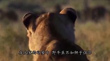 11只狮子围堵1头野牛，聪明野牛一招自救，镜头记录全过程