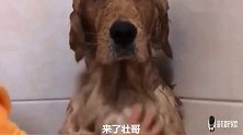 主人给金毛周大壮洗澡，金毛拒不配合，主人拿出菜刀，金毛老实了