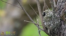 这就是银喉长尾山雀的鸟窝，伪装工作做得相当好，与树皮颜色相近
