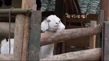 黄磊给小羊做“月子餐”，红枣小米粥，太奢侈了