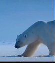 北豹熊#动物世界 #北极熊 #人与动物和谐共处 #