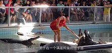 男子作死将头伸进鳄鱼的嘴里，不料意外发生，同伴记录下全过程