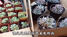 网友想做多肉拼盆，选了两组小苗两组中苗，很漂亮你喜欢吗？