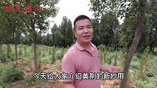 黄荆叶烧成灰是个“宝”，没想到价值那么高？一起了解下吧