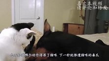 猫咪朝着猴子就是一巴掌，猴哥可不是吃亏的主，下一秒猫咪惨了