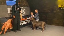 比特犬：一只护卫犬的训练过程，看着也为孩子捏把汗呀！