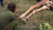 11名男子将长颈鹿按在地上，只为了取一样东西，镜头记录全过程