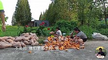 南瓜堆满地，很多老乡跑来挖南瓜子，需要做点事才能带走