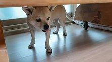 新来的狗狗太淘气，每天上蹿下跳，想把它赶走可以吗