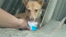 流浪狗：狼吞虎咽的吃着酸奶火腿，用眼泪报答小伙