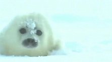 北极熊：看见肥美的海豹幼崽，立马两眼发亮，口水差点都掉下来