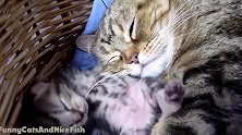 睡在篮子里的小可爱们，露着肚皮的猫咪，好逗啊！