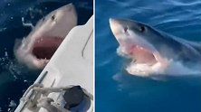 游客钓鱼，一条大白鲨绕船徘徊，多次张开大口咬向马达