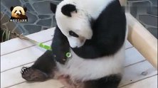 憨态可掬的熊猫旦旦害羞地低头进餐，超可爱模样越看越喜欢