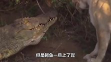 鳄鱼杀入野猪群，被野猪来上两脚，瞬间就悲剧了
