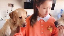 拉布拉多小七和多宝合伙抢女主人的馒头，女主人防不胜防，太逗了