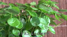 养铜钱草，这个方法很实用，长得旺，不黄叶，还有好运气