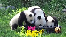 熊猫梦梦和宝贝一起把头埋进大盆里喝水，另一个熊孩子偏要来捣乱