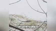 山东回应一河道内出现鳄鱼