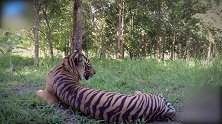 狗子作死挑衅“百兽之王” 结果还没帅过2秒 就被一招秒杀