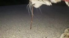奇葩猞猁：主人抓到一条蚯蚓，它竟然吧唧吧唧吃掉了！