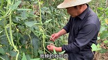 农村老农教种菜，种了60多天的秋季豇豆，现在长成什么样？