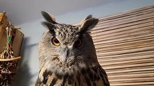 猫头鹰用眼神就能传递自己的情绪，非常传神！