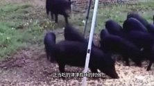 野猪贪吃惨遭灭门，全家二十多口被一网打尽，不愧是猪脑子！