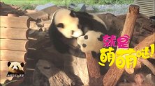 熊猫宝宝梦想梦圆又在互相“伤害”了：熊生就是要打打闹闹才有趣