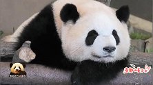 熊猫宝宝彩浜在镜头前自信展示长方形大脸，漂亮得不像话