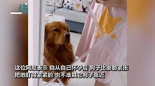 孕妇怀孕后狗子寸步不离比谁都紧张 一脸严肃紧盯主人掌控全场